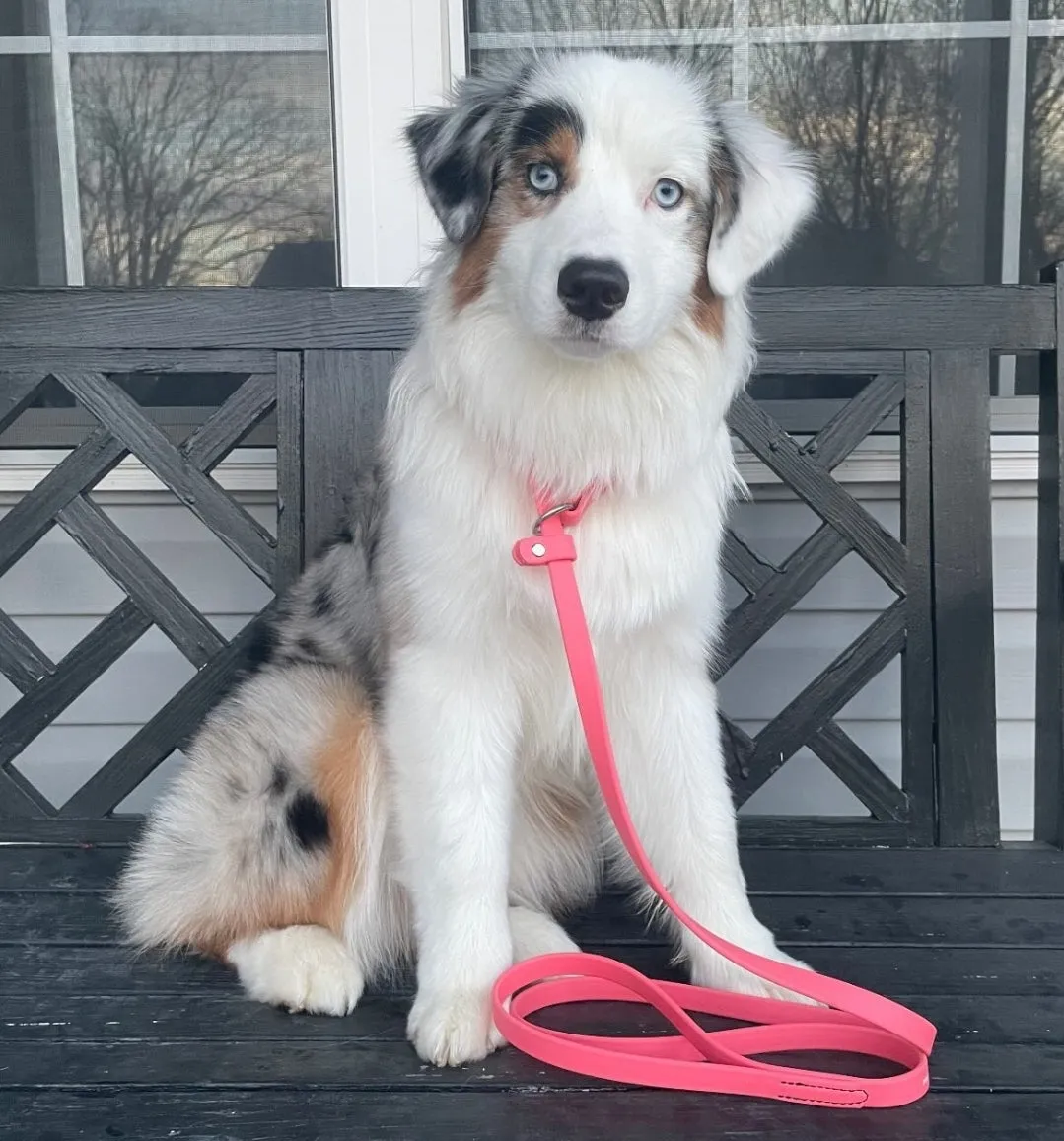 BioThane 6' Slip Leash 5/8" and 3/4" Widths