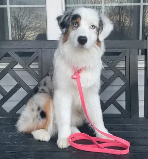 BioThane 6' Slip Leash 5/8" and 3/4" Widths