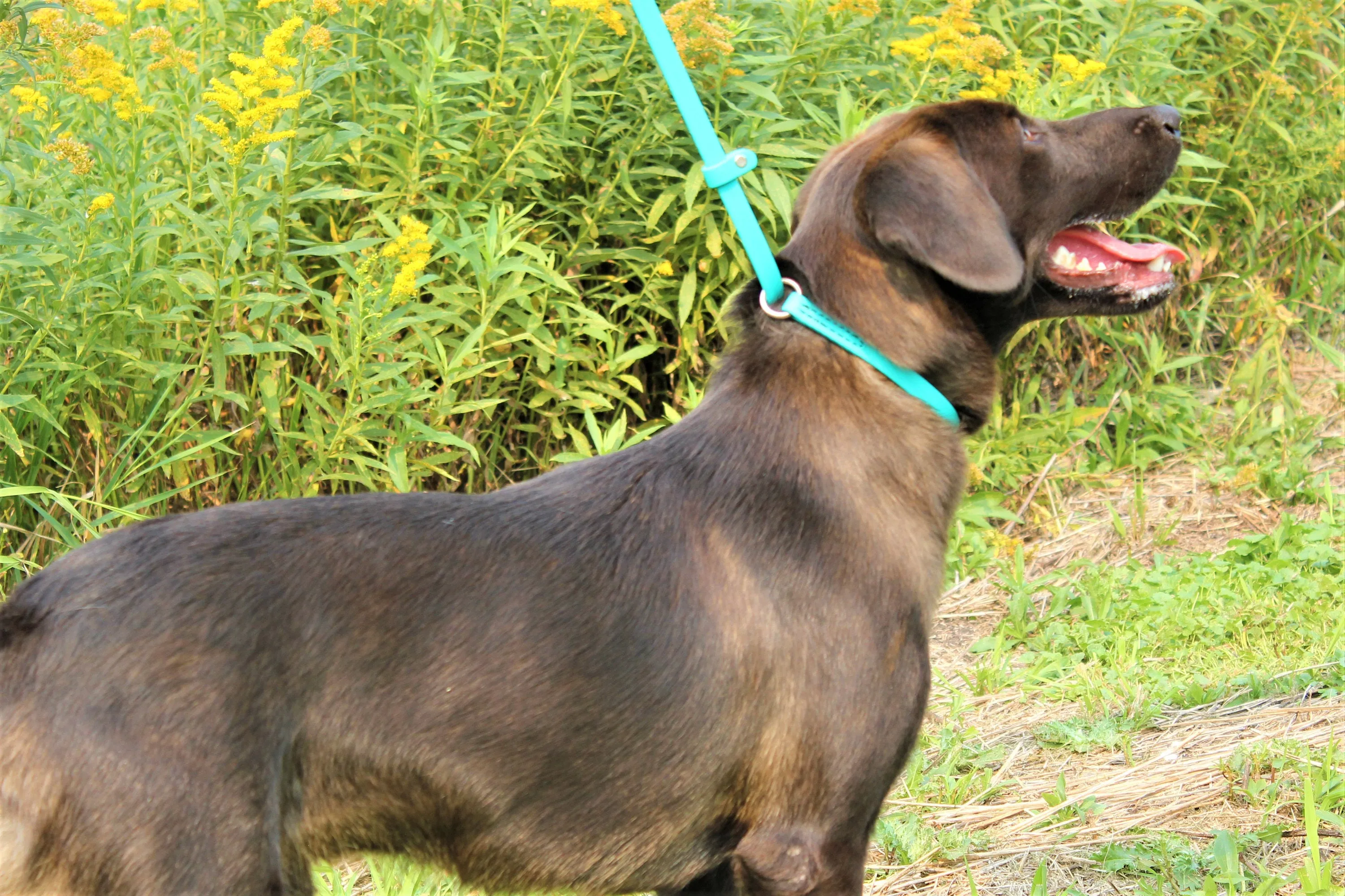 BioThane 6' Slip Leash 5/8" and 3/4" Widths