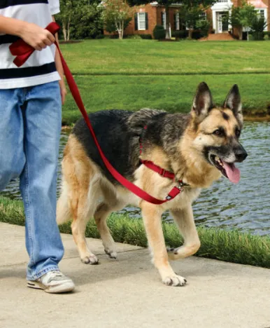 Easy Walk No-Pull Harness with Leash