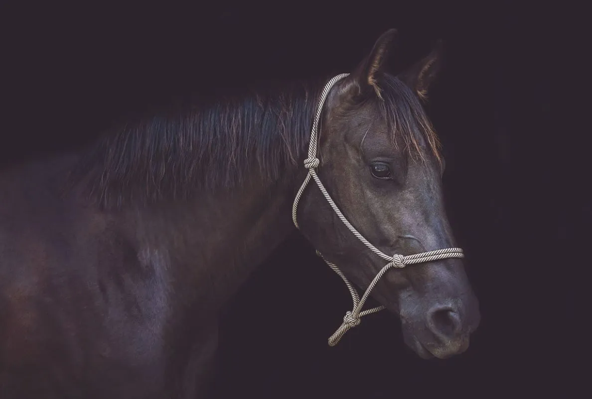 Weaver Leather Silvertip® No. 95 Rope Halter